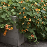 Nasturtium 'Tip Top Apricot'