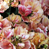 Tulip 'Verona Sunrise'