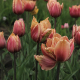 Tulip 'Callahan'