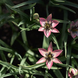 Tulip 'Danique'