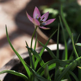 Tulip 'Danique'