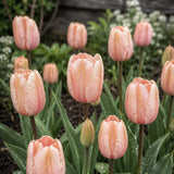 Tulip 'Salmon Impression'