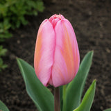 Tulip ‘Design Impression’ ORGANIC