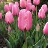 Tulip ‘Pink Impression’ ORGANIC