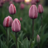 Tulip 'Pink Pride'