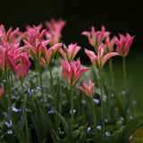 Tulip 'Virichic'