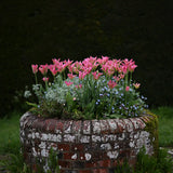 Tulip 'Virichic'
