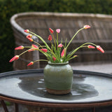 Tulip ‘Chrysantha’