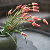 Tulip ‘Chrysantha’