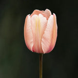 Tulip 'Salmon Impression'