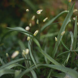 Tulip 'Turkestanica'