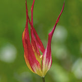Tulip 'Acuminata'