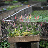 Tulip 'Acuminata'