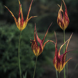 Tulip 'Acuminata'