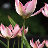 Tulip 'Danique'