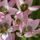 Tulip 'Danique'