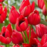 Tulip 'Francisca'
