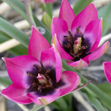 Tulpan 'Norah'