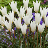 Tulip Sylvia'