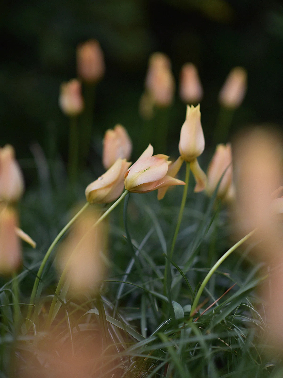 Tulip 'Bronze Charm' – Zetas Garden - Online Store