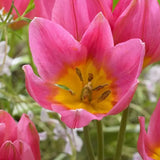 Tulpan 'Daniella'
