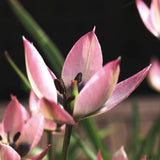 Tulip 'Danique'