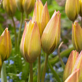 Tulip 'Lucca'