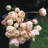 Tulip 'Montreux'