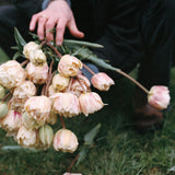 Tulip 'Montreux'