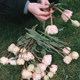 Tulip 'Montreux'