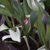 Tulip 'Persian Pearl'