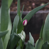 Tulip 'Persian Pearl'
