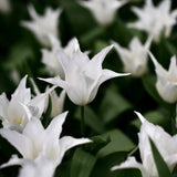 Tulip 'Tres Chic'
