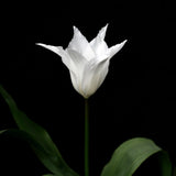Tulip 'Tres Chic'