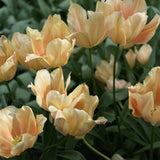 Tulip 'True Beauty'