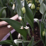 Tulip 'Turkestanica'