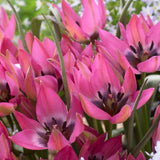 Tulip 'Violetta'