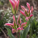 Tulip 'Virichic'