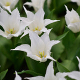 Tulip 'White Triumphator'