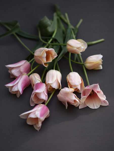 トップス pachman TULIP TULIP BARE