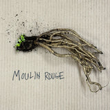 Poppy 'Moulin Rouge' - Bare Root