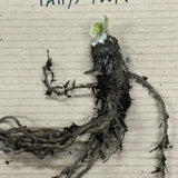 Poppy 'Patty's Plum' - Bare Root