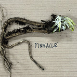 Poppy 'Pinnacle' - Bare Root