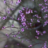 Verbena 'Bampton'