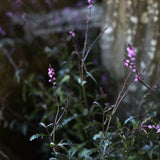 Verbena 'Bampton'