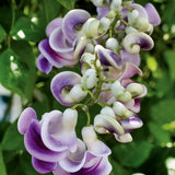 Snailflower