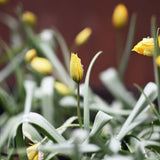 Wild Tulip ORGANIC