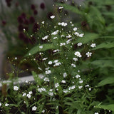 Baby's Breath 'Covent Garden'