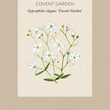 Baby's Breath 'Covent Garden'