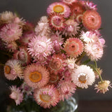 Strawflower 'Salmon Rose'